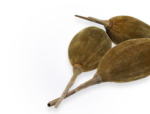 Plody afrického baobabu strom života